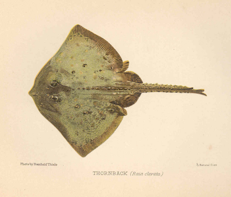 thornback ray, thornback skate (Raja clavata); DISPLAY FULL IMAGE.