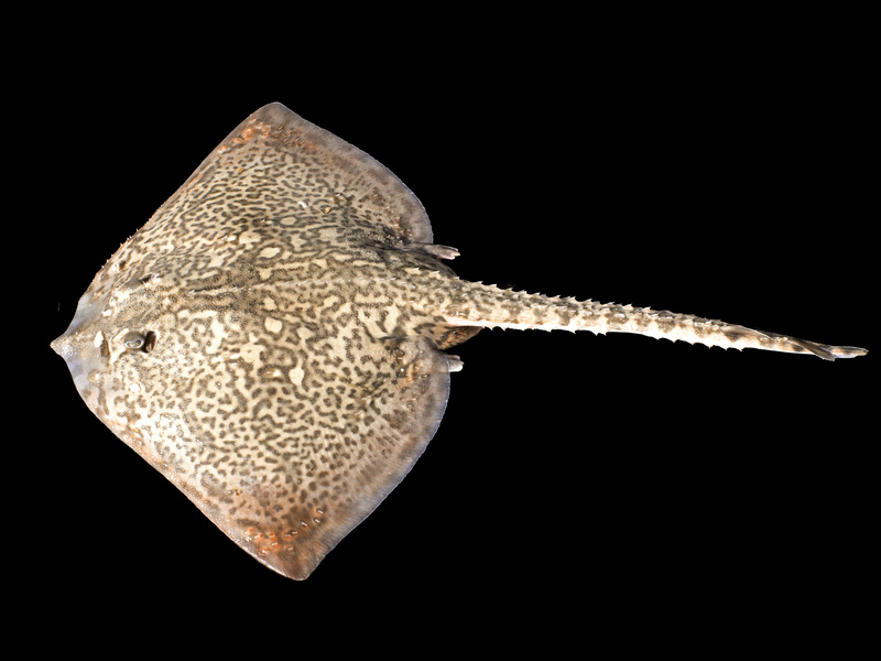 thornback ray, thornback skate (Raja clavata); DISPLAY FULL IMAGE.