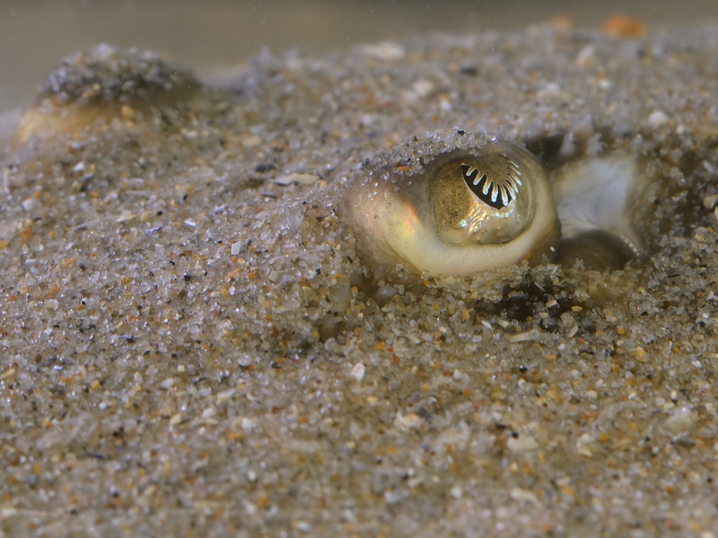 thornback ray, thornback skate (Raja clavata); DISPLAY FULL IMAGE.