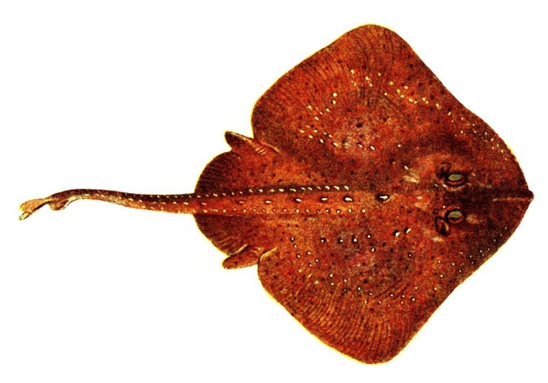 thornback ray, thornback skate (Raja clavata); DISPLAY FULL IMAGE.