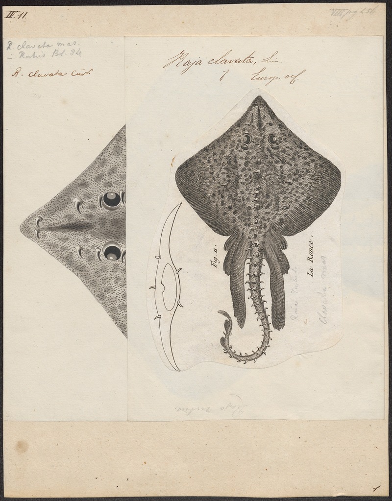 thornback ray, thornback skate (Raja clavata); DISPLAY FULL IMAGE.