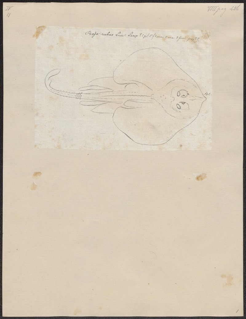 thornback ray, thornback skate (Raja clavata); DISPLAY FULL IMAGE.