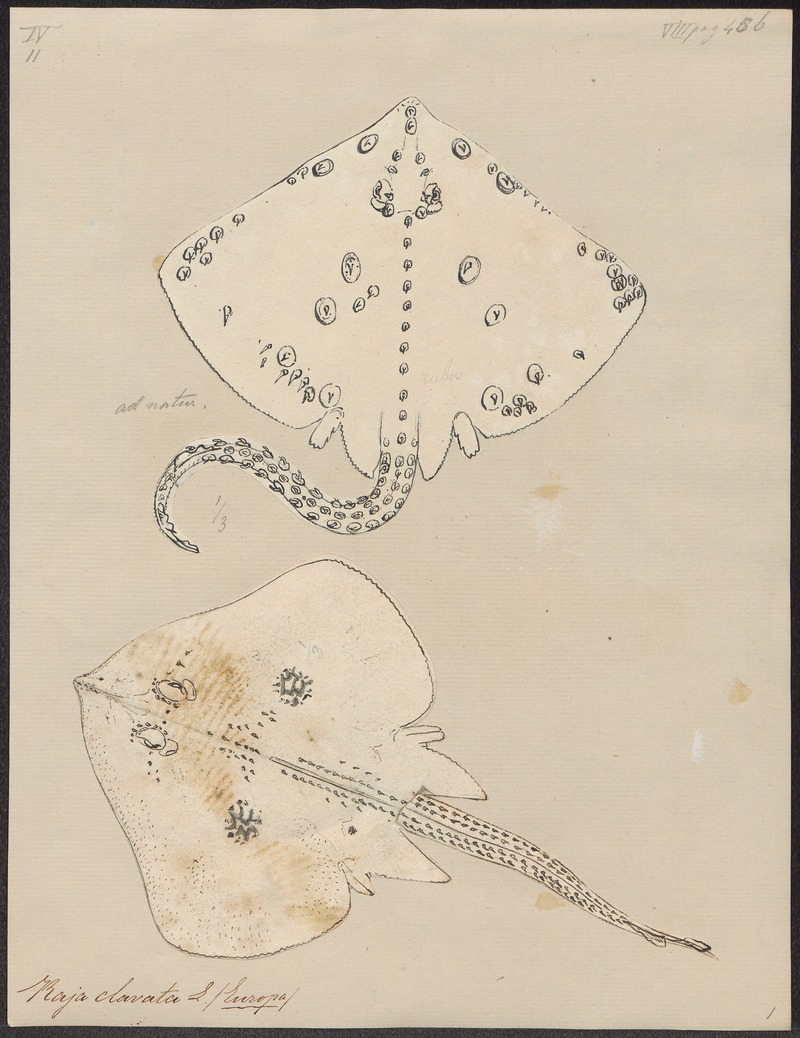 thornback ray, thornback skate (Raja clavata); DISPLAY FULL IMAGE.