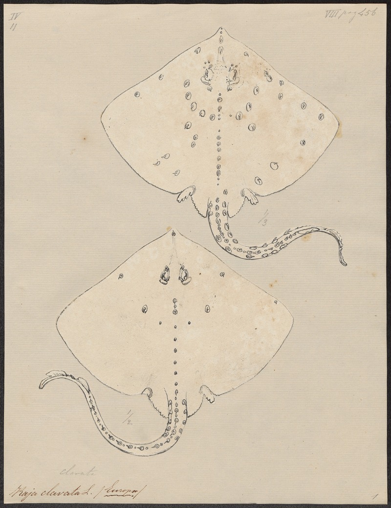 thornback ray, thornback skate (Raja clavata); DISPLAY FULL IMAGE.