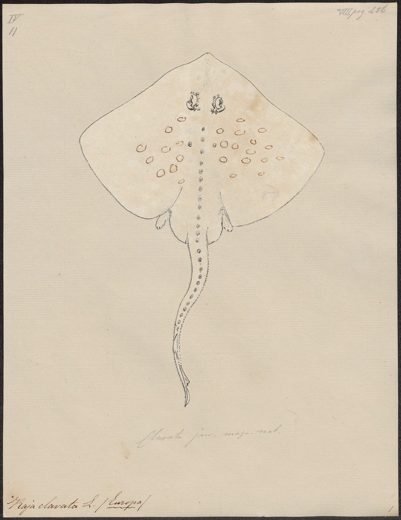 thornback ray, thornback skate (Raja clavata); DISPLAY FULL IMAGE.