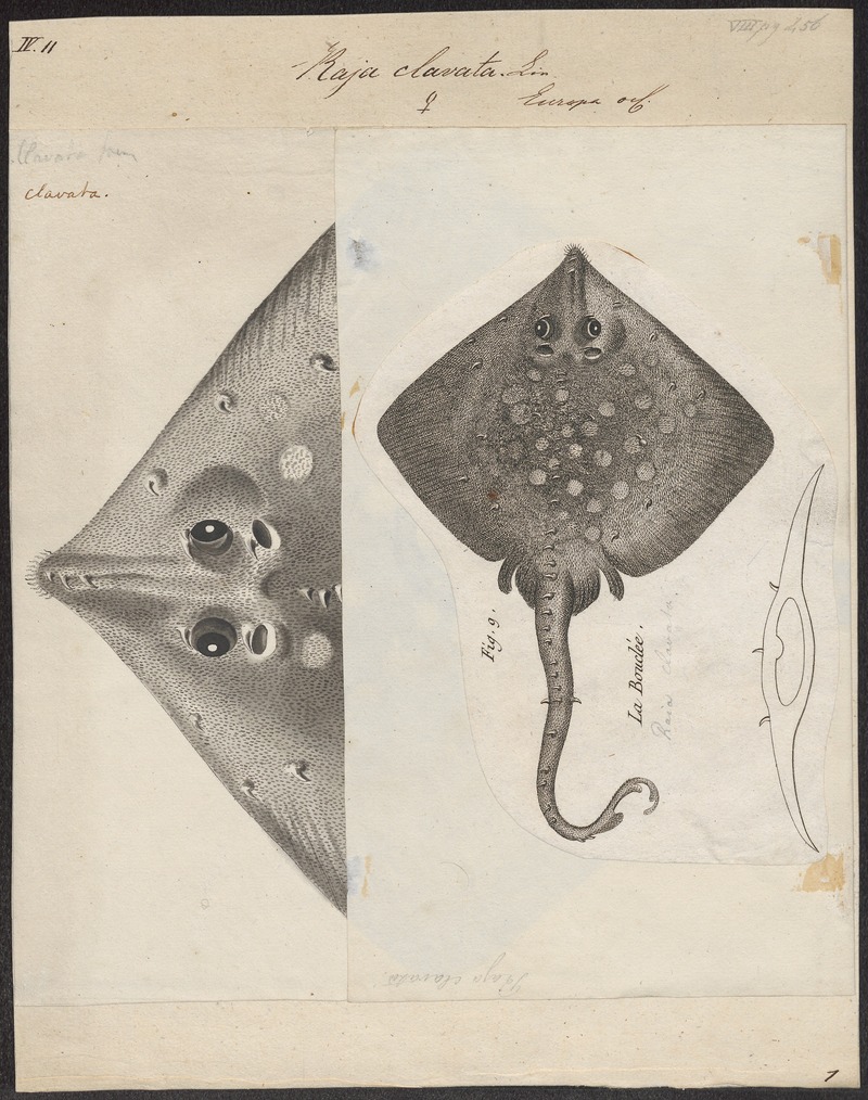 thornback ray, thornback skate (Raja clavata); DISPLAY FULL IMAGE.