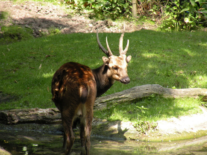 Visayan spotted deer, Philippine spotted deer (Rusa alfredi); DISPLAY FULL IMAGE.