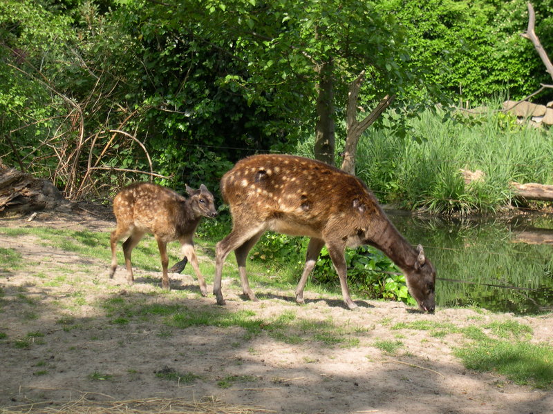 Visayan spotted deer, Philippine spotted deer (Rusa alfredi); DISPLAY FULL IMAGE.