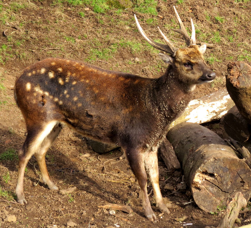 Visayan spotted deer, Philippine spotted deer (Rusa alfredi); DISPLAY FULL IMAGE.