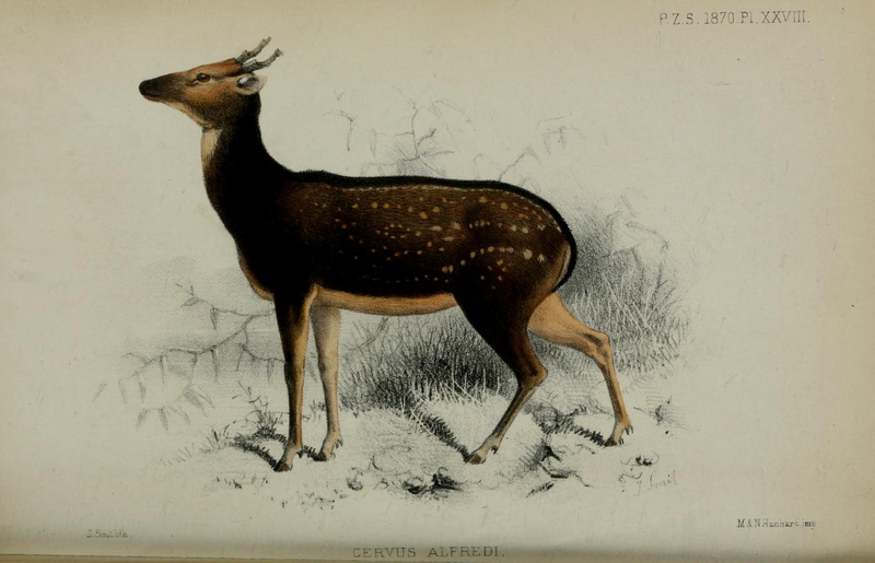 Visayan spotted deer, Philippine spotted deer (Rusa alfredi); DISPLAY FULL IMAGE.