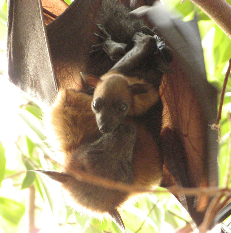 Lyle's flying fox (Pteropus lylei); DISPLAY FULL IMAGE.