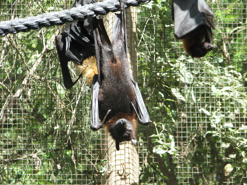 Lyle's flying fox (Pteropus lylei); DISPLAY FULL IMAGE.