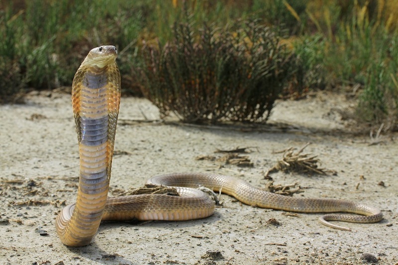 Caspian cobra (Naja oxiana); DISPLAY FULL IMAGE.