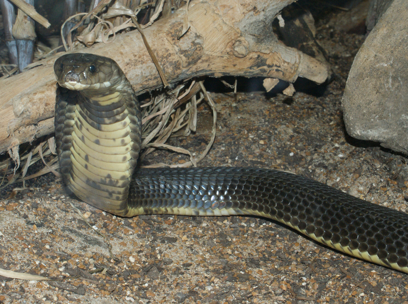 Caspian cobra (Naja oxiana); DISPLAY FULL IMAGE.