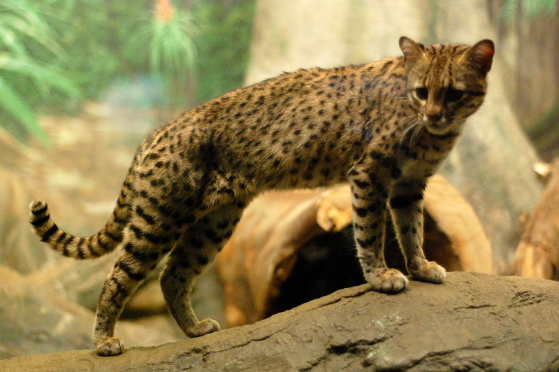 Geoffroy's cat (Leopardus geoffroyi); DISPLAY FULL IMAGE.