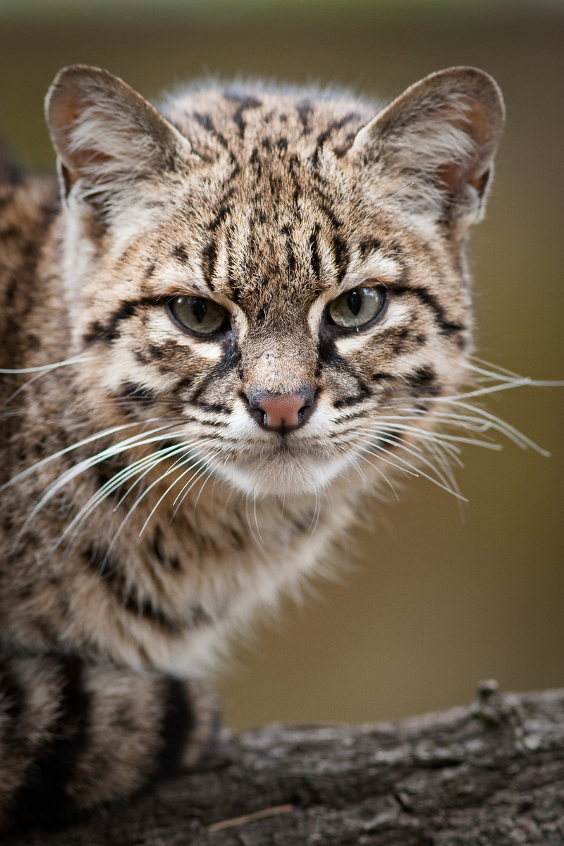 Geoffroy's cat (Leopardus geoffroyi); DISPLAY FULL IMAGE.