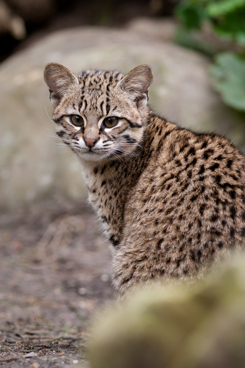 Geoffroy's cat (Leopardus geoffroyi); DISPLAY FULL IMAGE.