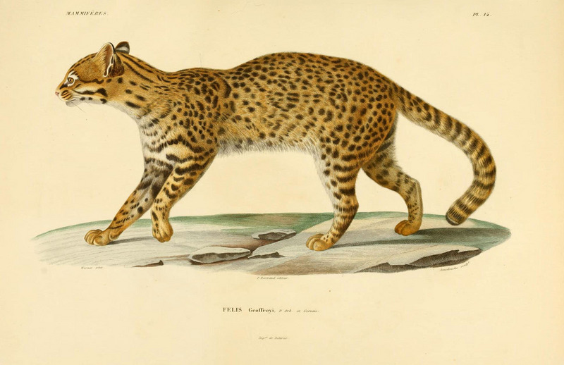 Geoffroy's cat (Leopardus geoffroyi); DISPLAY FULL IMAGE.