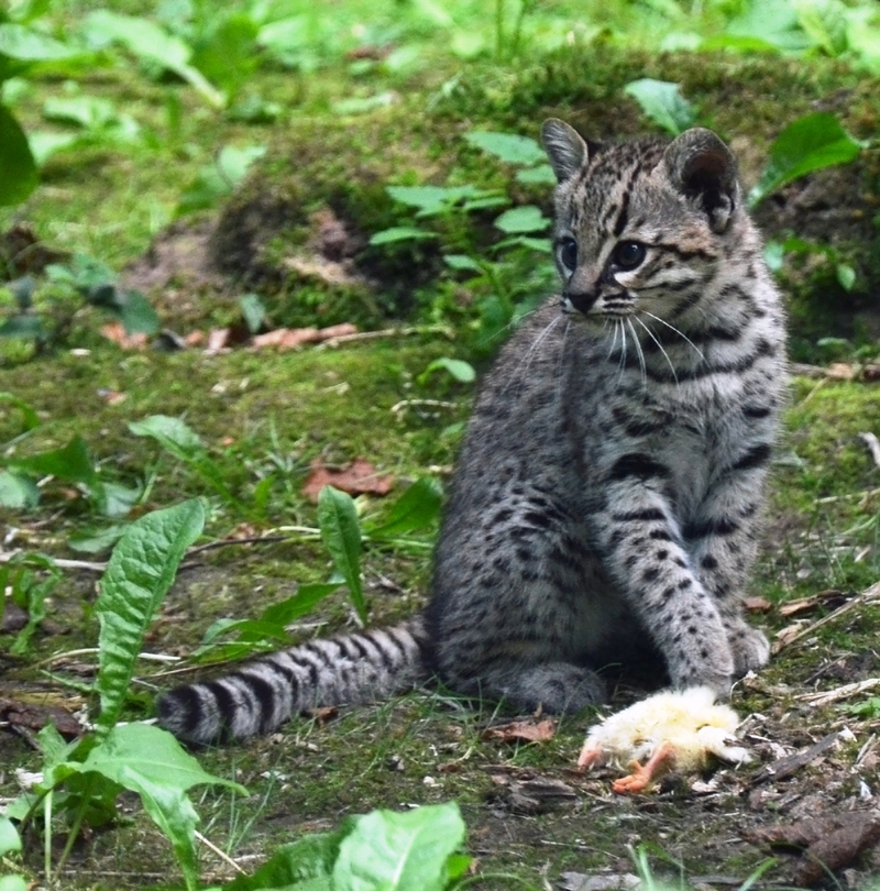 Geoffroy's cat (Leopardus geoffroyi); DISPLAY FULL IMAGE.