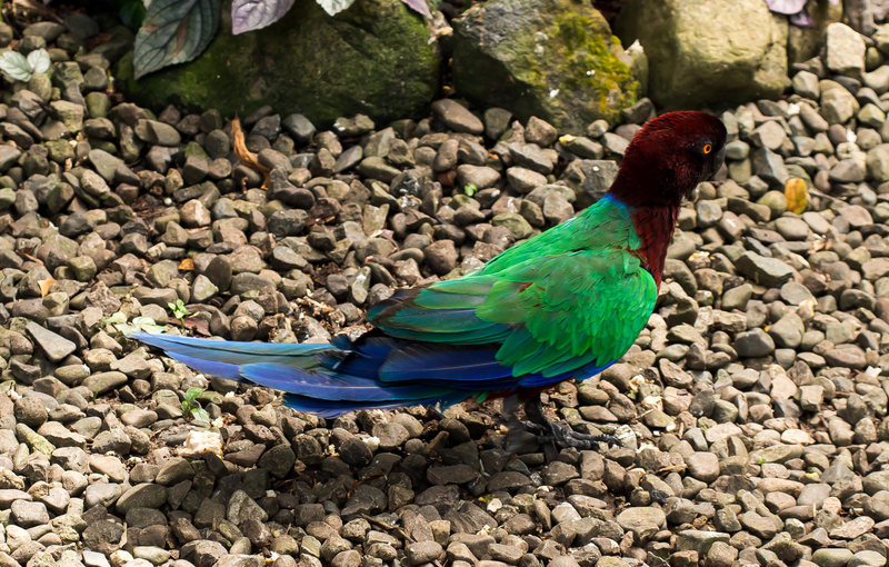 maroon shining parrot (Prosopeia tabuensis); DISPLAY FULL IMAGE.