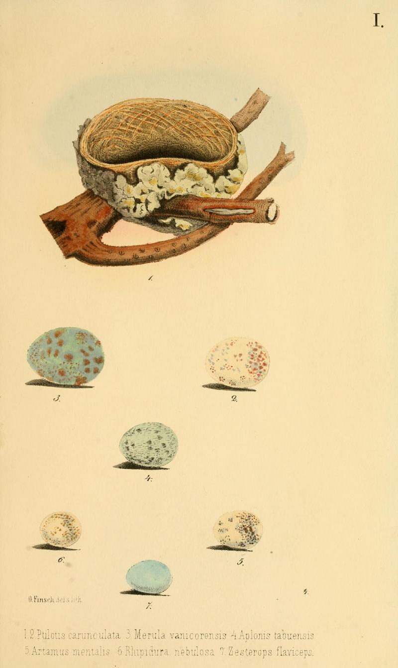 Bird Eggs: Polynesian wattled honeyeater (Foulehaio carunculatus), island thrush (Turdus poliocephalus), maroon shining parrot (Prosopeia tabuensis), Fiji woodswallow (Artamus mentalis), Samoan fantail (Rhipidura nebulosa), silvereye (Zosterops lateralis); DISPLAY FULL IMAGE.