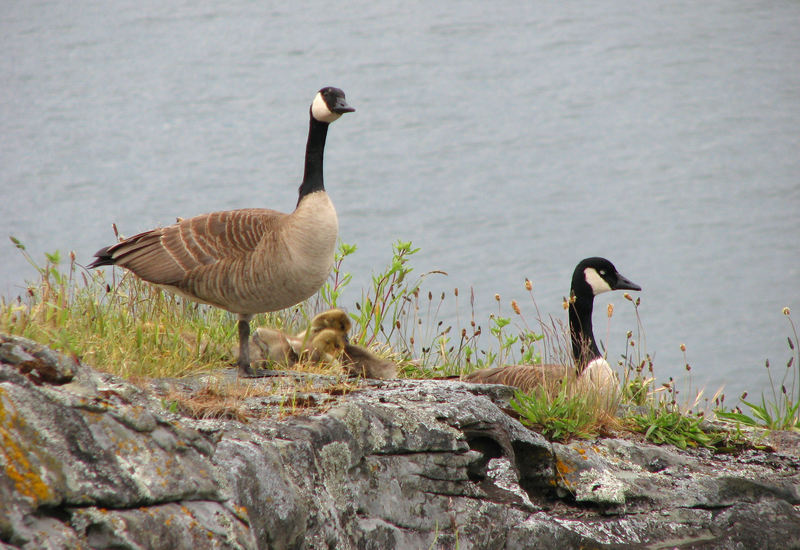 Canada goose (Branta canadensis); DISPLAY FULL IMAGE.