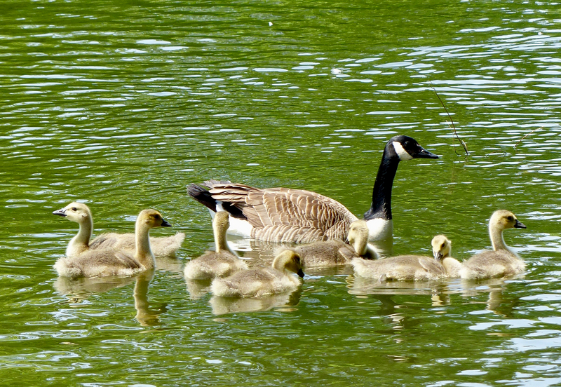 Canada goose (Branta canadensis); DISPLAY FULL IMAGE.