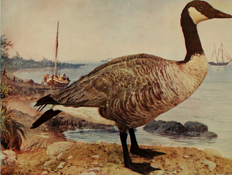 Canada goose (Branta canadensis); DISPLAY FULL IMAGE.