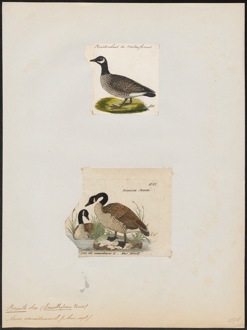 Canada goose (Branta canadensis); DISPLAY FULL IMAGE.