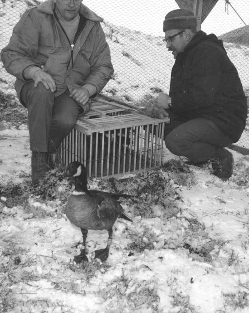 Canada goose (Branta canadensis); DISPLAY FULL IMAGE.