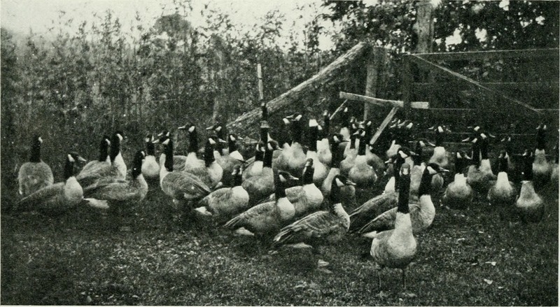 Canada goose (Branta canadensis); DISPLAY FULL IMAGE.