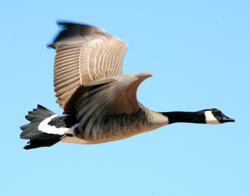 Canada goose (Branta canadensis); DISPLAY FULL IMAGE.