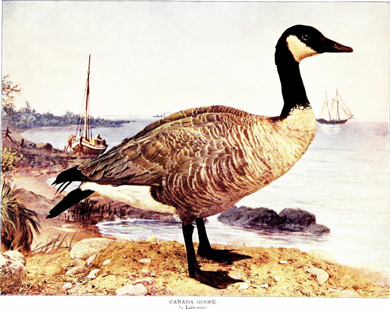 Canada goose (Branta canadensis); DISPLAY FULL IMAGE.