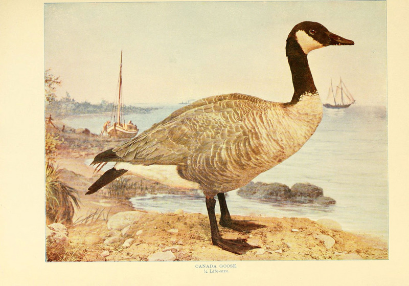 Canada goose (Branta canadensis); DISPLAY FULL IMAGE.