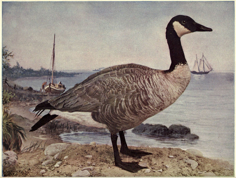 Canada goose (Branta canadensis); DISPLAY FULL IMAGE.