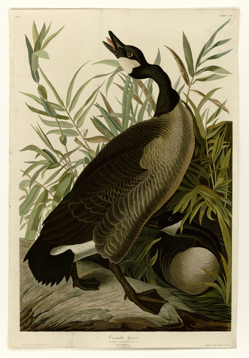 Canada goose (Branta canadensis); DISPLAY FULL IMAGE.