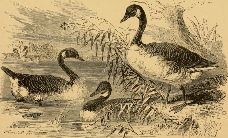 Canada goose (Branta canadensis); DISPLAY FULL IMAGE.