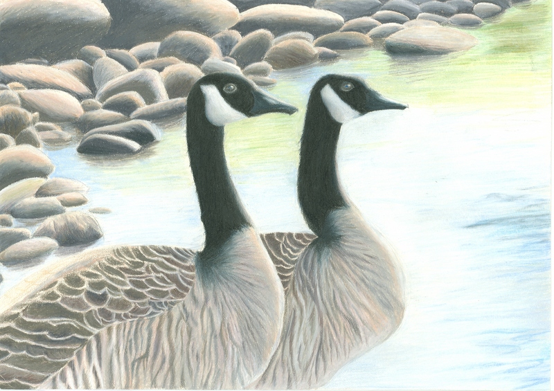 Canada goose (Branta canadensis); DISPLAY FULL IMAGE.