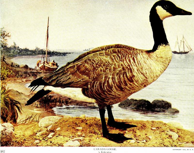 Canada goose (Branta canadensis); DISPLAY FULL IMAGE.