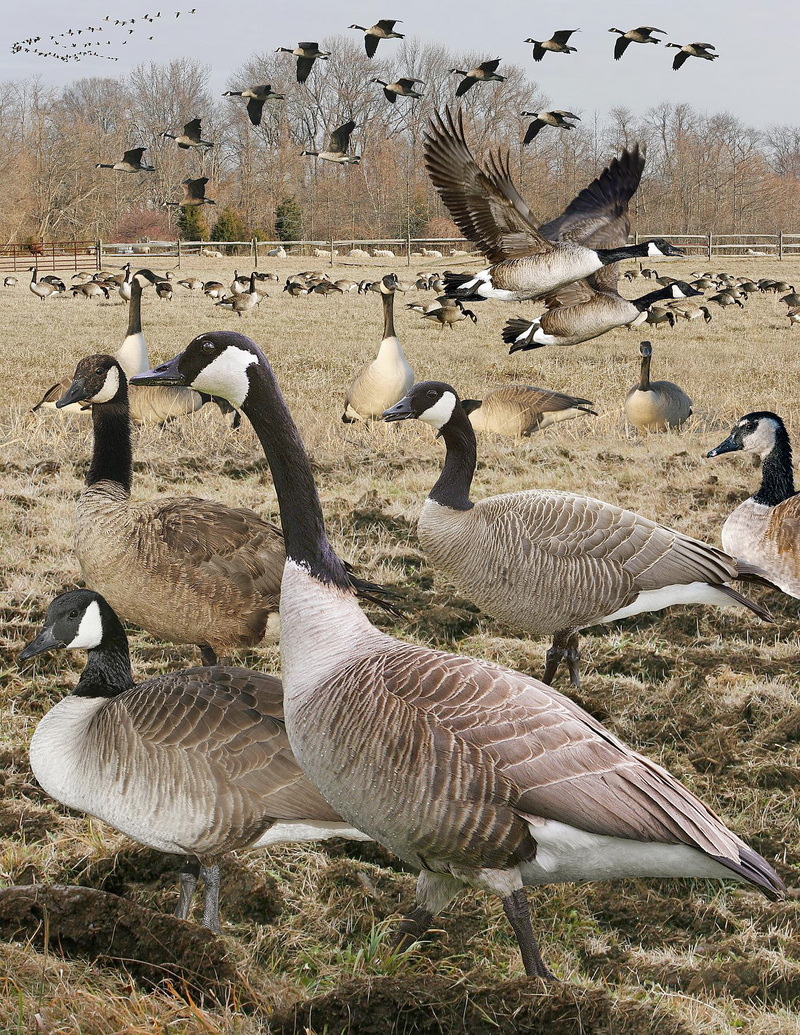 Canada goose (Branta canadensis); DISPLAY FULL IMAGE.