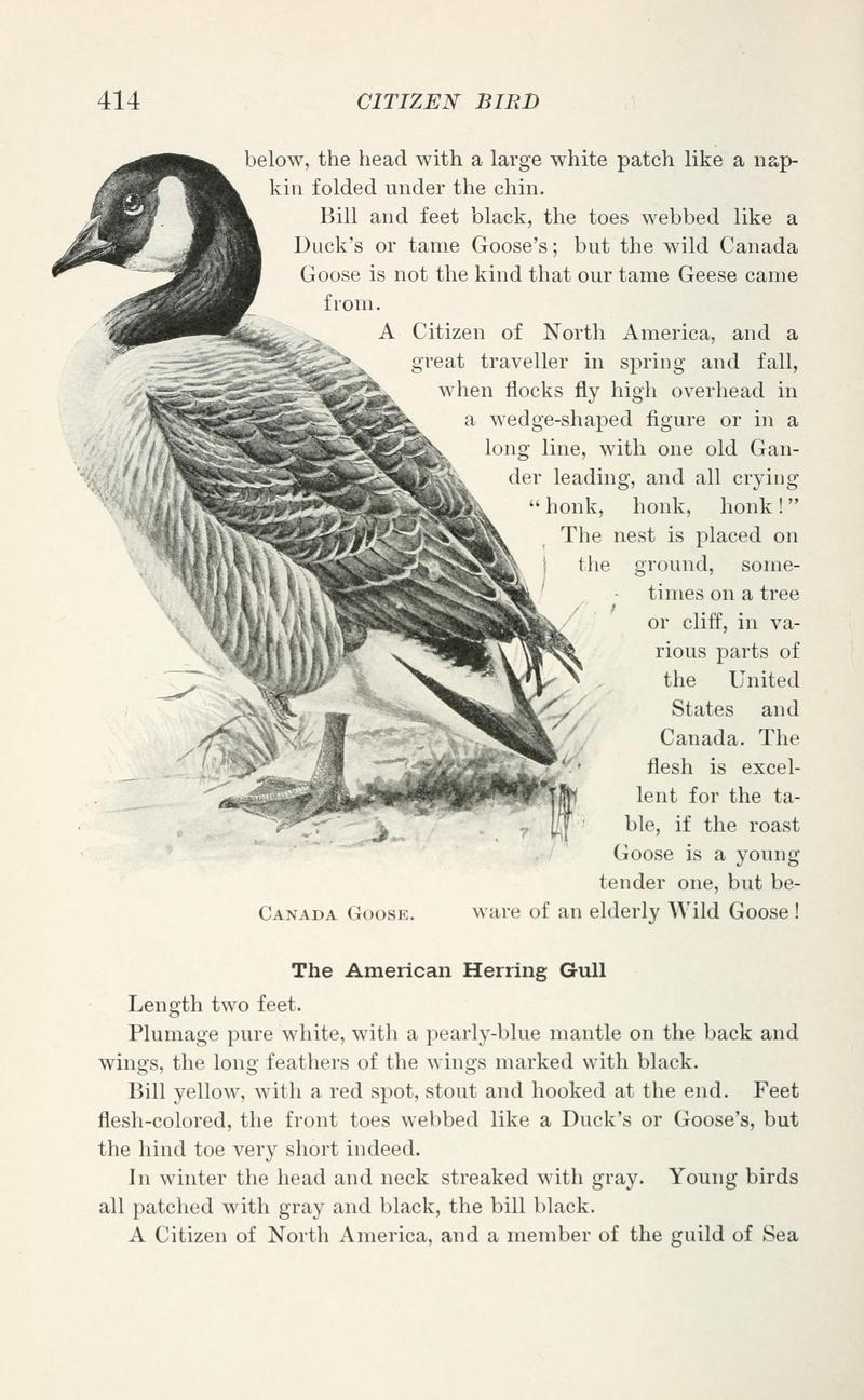 Canada goose (Branta canadensis); DISPLAY FULL IMAGE.