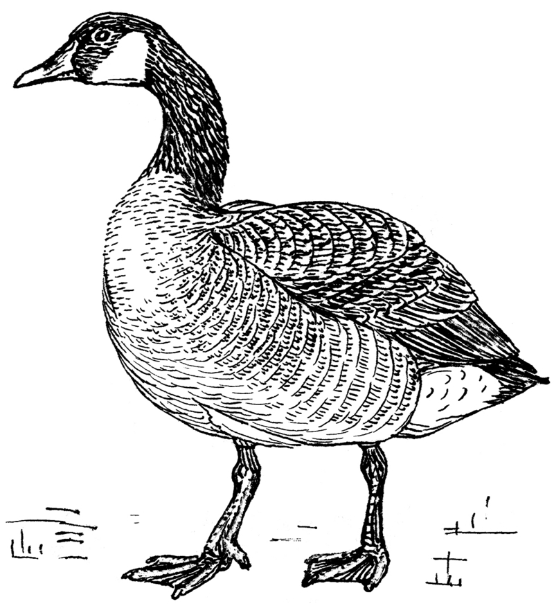 Canada goose (Branta canadensis); DISPLAY FULL IMAGE.