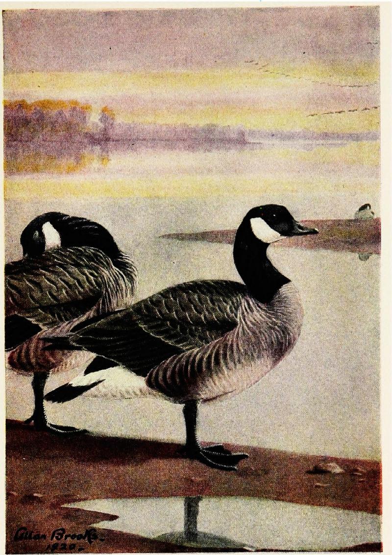 Canada goose (Branta canadensis); DISPLAY FULL IMAGE.