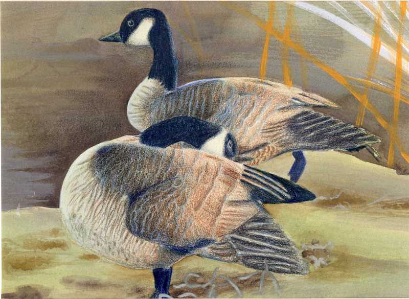 Canada goose (Branta canadensis); DISPLAY FULL IMAGE.