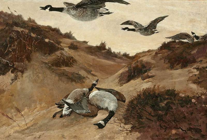 Canada goose (Branta canadensis); DISPLAY FULL IMAGE.