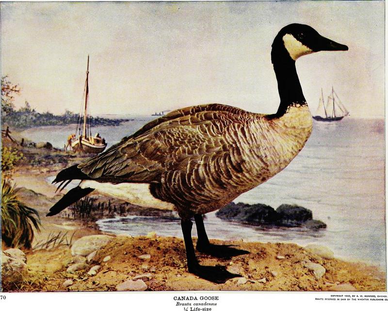 Canada goose (Branta canadensis); DISPLAY FULL IMAGE.