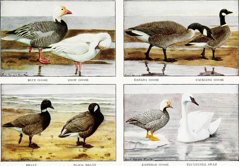 blue goose, snow goose (Anser caerulescens), Canada goose (Branta canadensis), cackling goose (Branta hutchinsii), brant (Branta bernicla), black brant (Branta bernicla nigricans), emperor goose (Anser canagicus), trumpeter swan (Cygnus buccinator); DISPLAY FULL IMAGE.