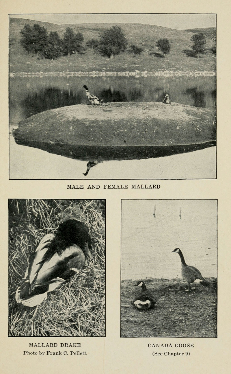 mallard duck (Anas platyrhynchos), Canada goose (Branta canadensis); DISPLAY FULL IMAGE.