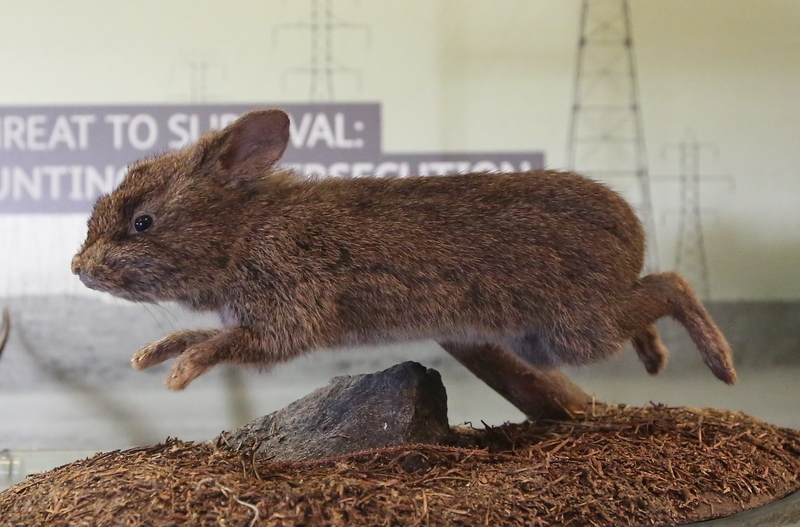 volcano rabbit (Romerolagus diazi); DISPLAY FULL IMAGE.