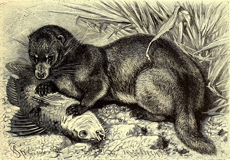 otter civet (Cynogale bennettii); DISPLAY FULL IMAGE.
